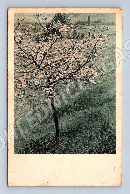 Pohlednice Protektorát rozkvetlý strom s věží 1944 (M25794)