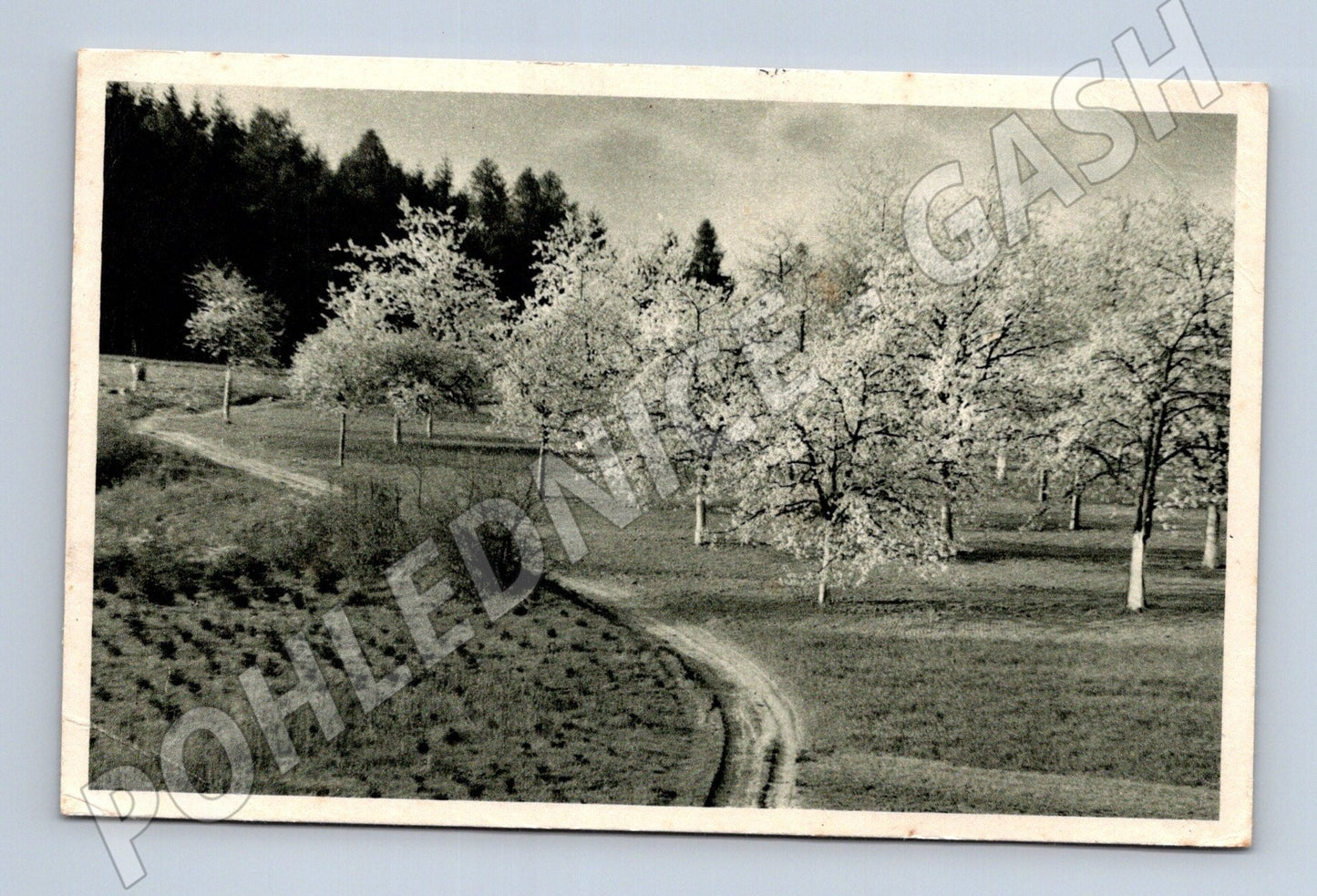 Pohlednice jarní krajina s kvetoucími stromy 1943 (M25798)