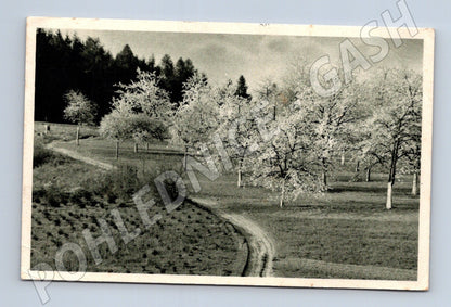 Pohlednice jarní krajina s kvetoucími stromy 1943 (M25798)