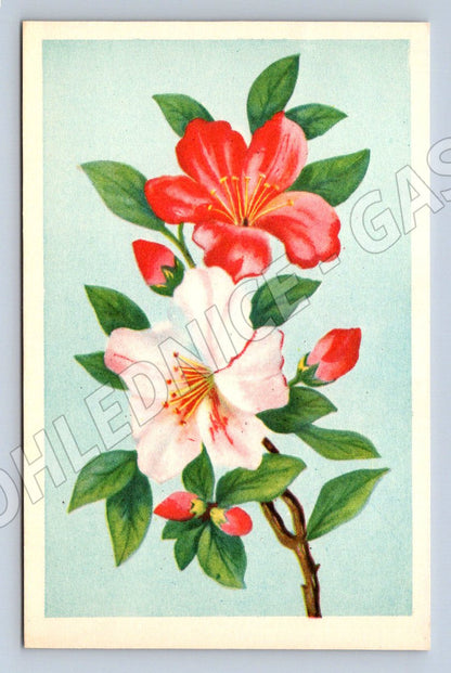 Postcard flowers with handwritten wishes (M2580)