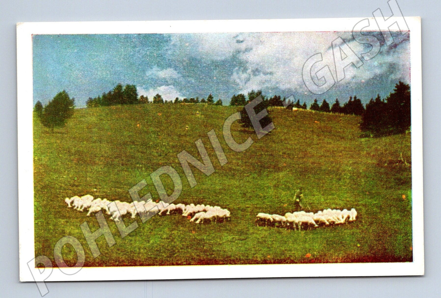 Pohlednice Bulharsko Rodopy ovce (M25807)
