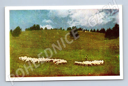 Pohlednice Bulharsko Rodopy ovce (M25807)