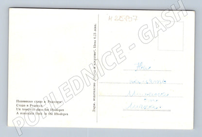 Pohlednice Bulharsko Rodopy ovce (M25807)