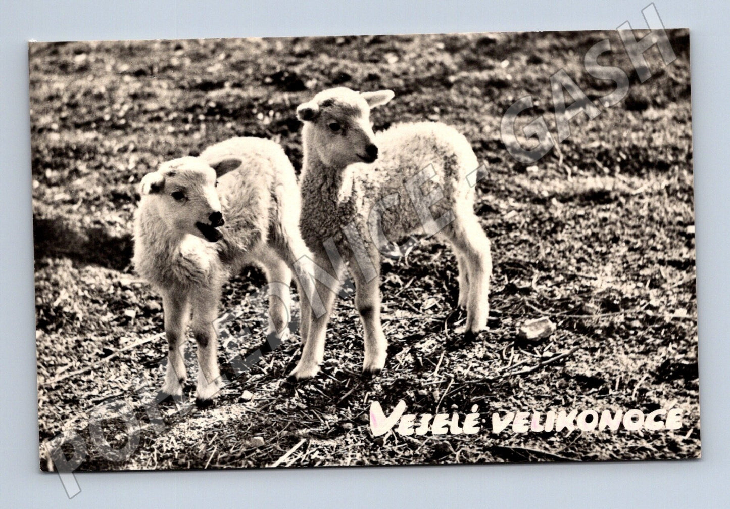 Pohlednice Velikonoce jehňata 1964 (M25809)