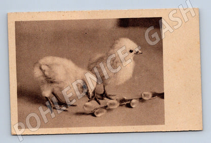 Pohlednice Velikonoční kuřátka a kočičky 1940 (M25810)