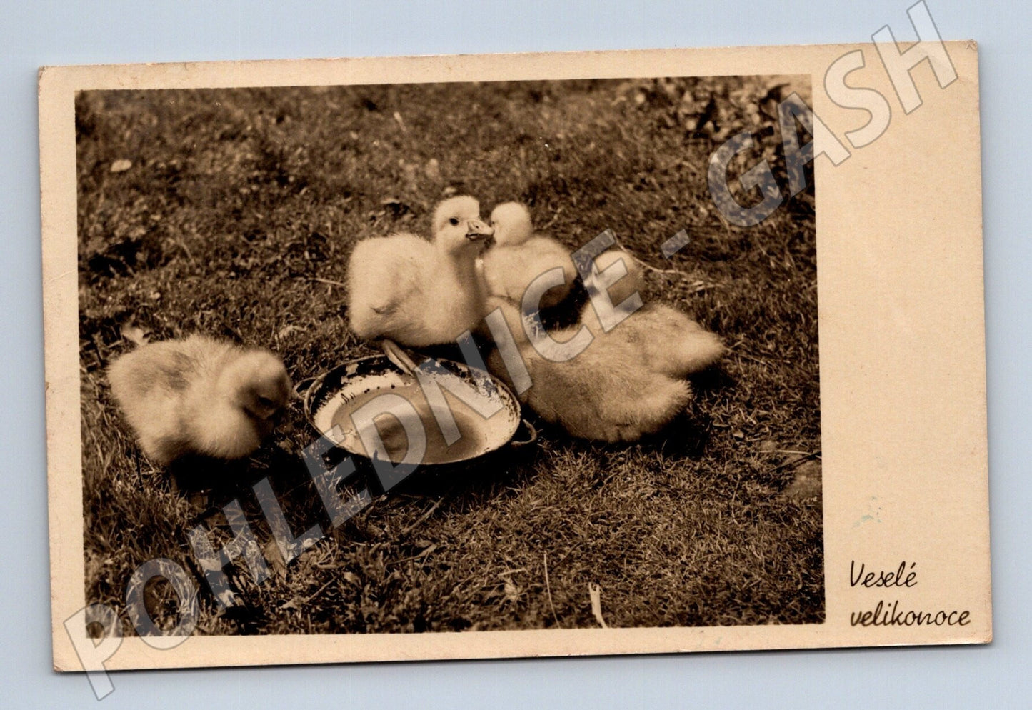 Pohlednice velikonoční kachňata 1934 (M25812)