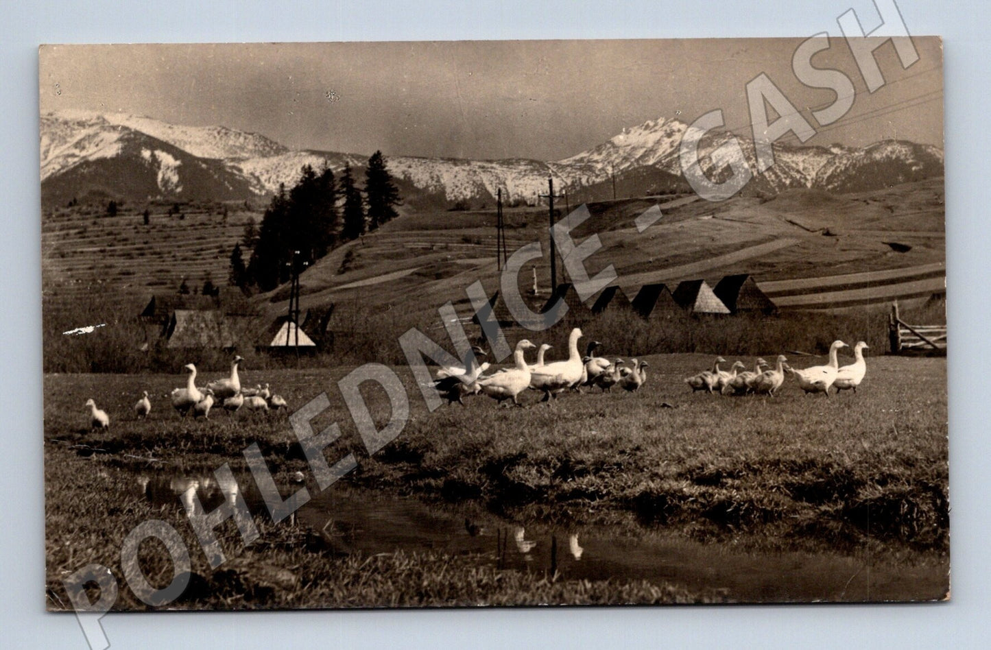 Pohlednice horská krajina s husami 1963 (M25815)