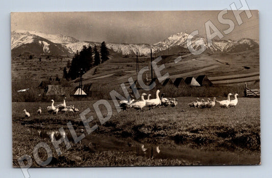 Pohlednice horská krajina s husami 1963 (M25815)