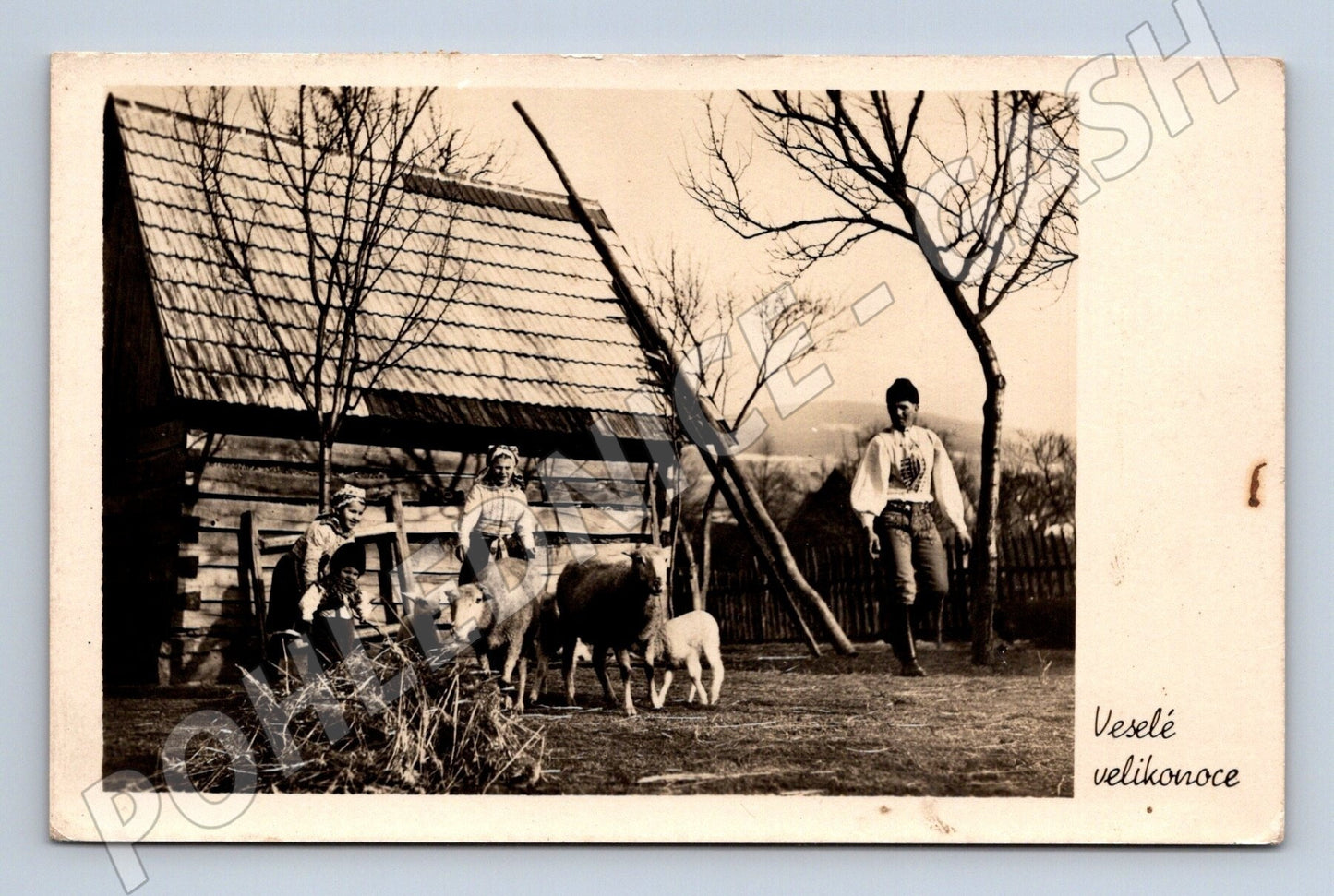Pohlednice Vémyslice Velikonoce krojovaní lidé ovce 1947 (M25817)