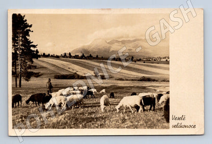 Pohlednice Československo ovce hory Velikonoce 1955 (M25818)