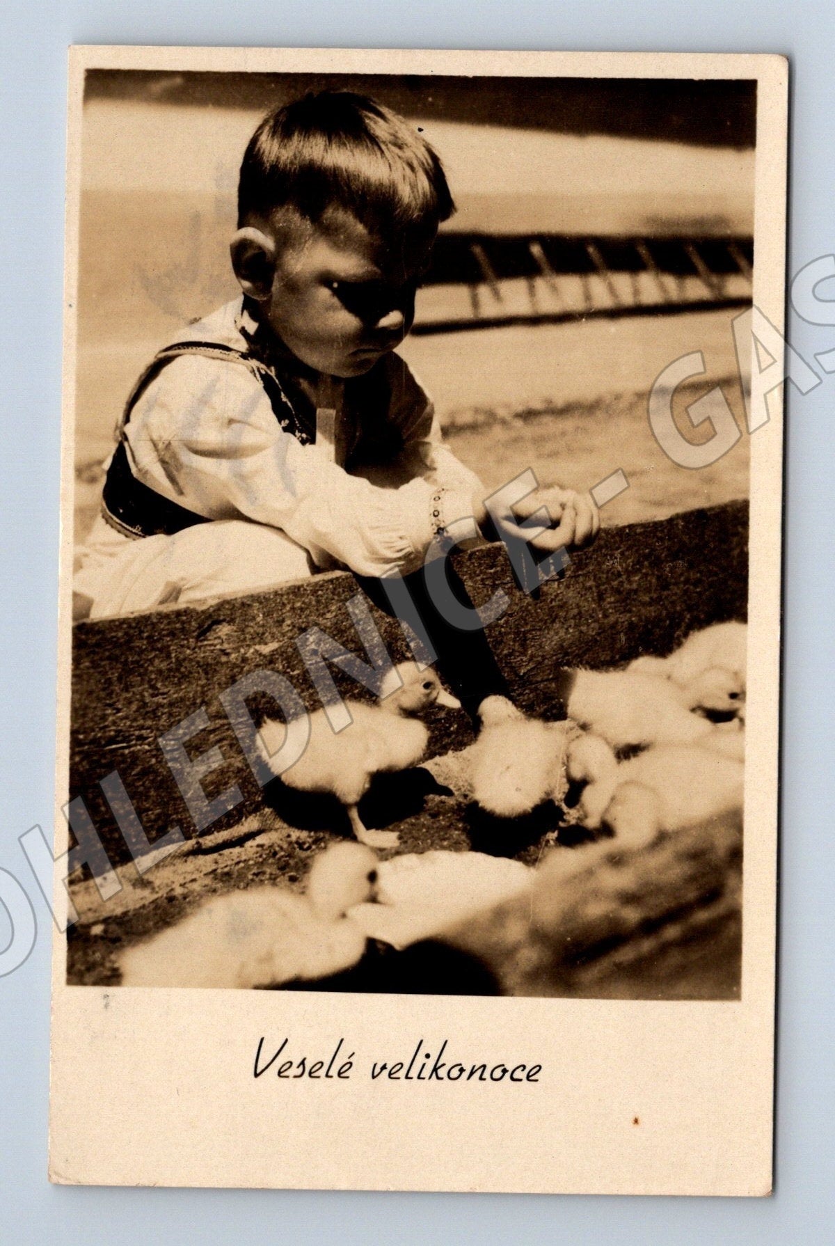 Pohlednice chlapec s kachňaty Velikonoce 1946 (M25822)