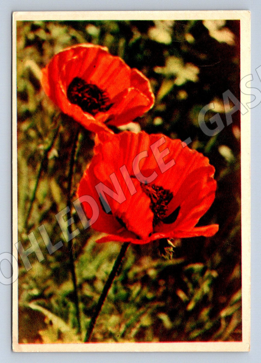Postcard poppies Soviet illustration (M2585)