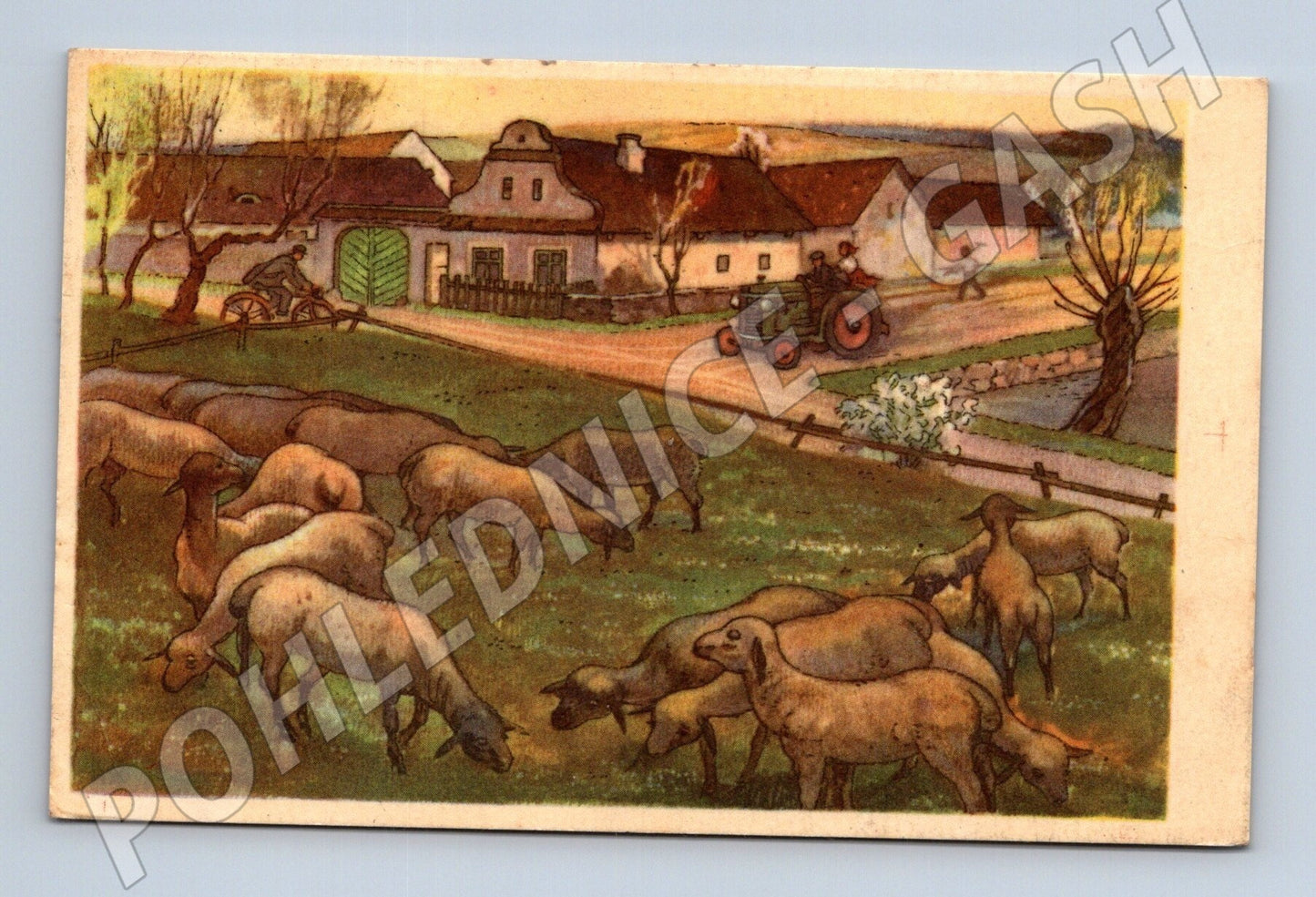 Pohlednice venkovská krajina pasoucí se ovce 1919 (M25858)
