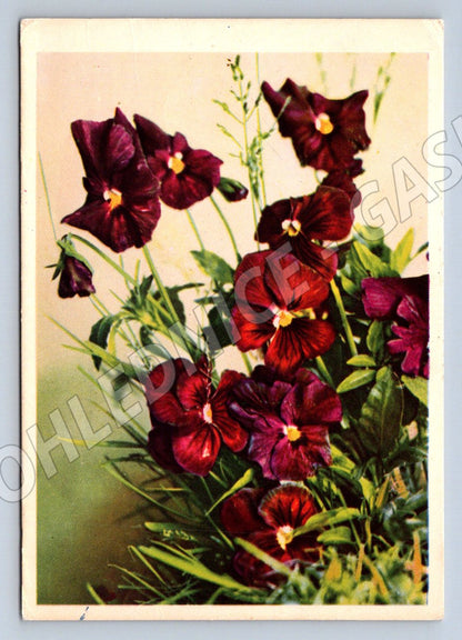 Soviet pansy postcard (M2586)