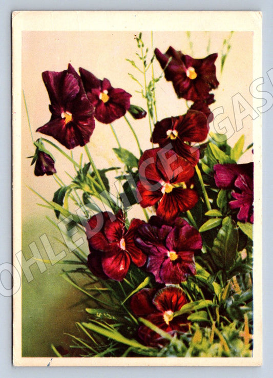 Soviet pansy postcard (M2586)