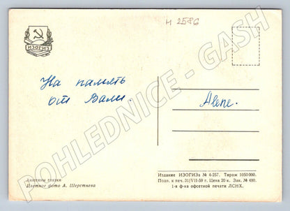 Soviet pansy postcard (M2586)