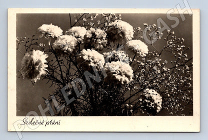 Pohlednice Květiny chryzantémy Srdečné přání 1986 (M25866)