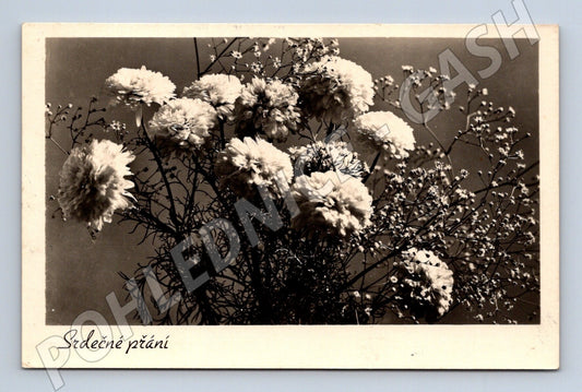 Pohlednice Květiny chryzantémy Srdečné přání 1986 (M25866)