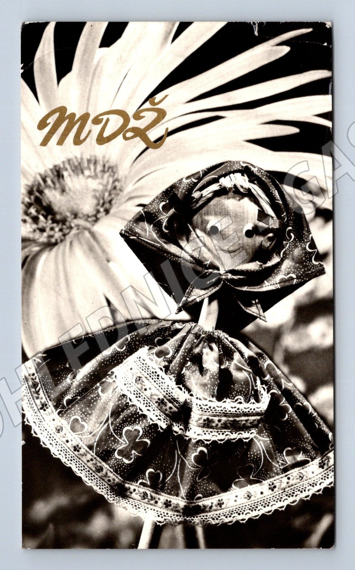 Pohlednice MDŽ květina mašle 1973 (M25868)