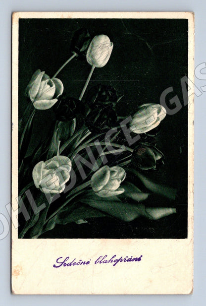 Pohlednice blahopřání květiny tulipány 1919 (M25873)