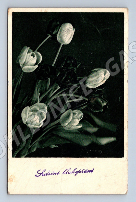 Pohlednice blahopřání květiny tulipány 1919 (M25873)
