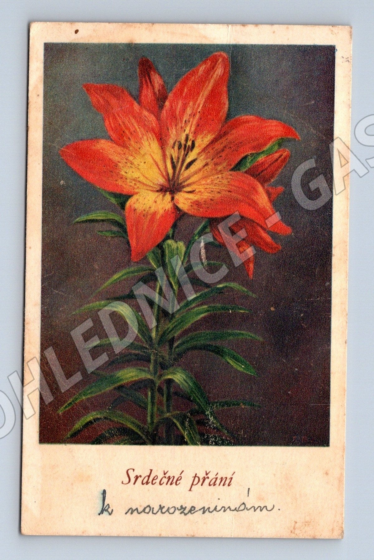 Pohlednice narozeninová kytice lilie 1950 (M25875)