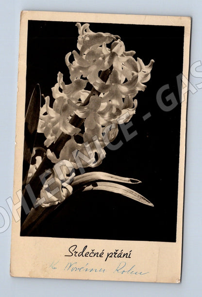 Pohlednice květiny Srdečné přání 1941 (M25884)