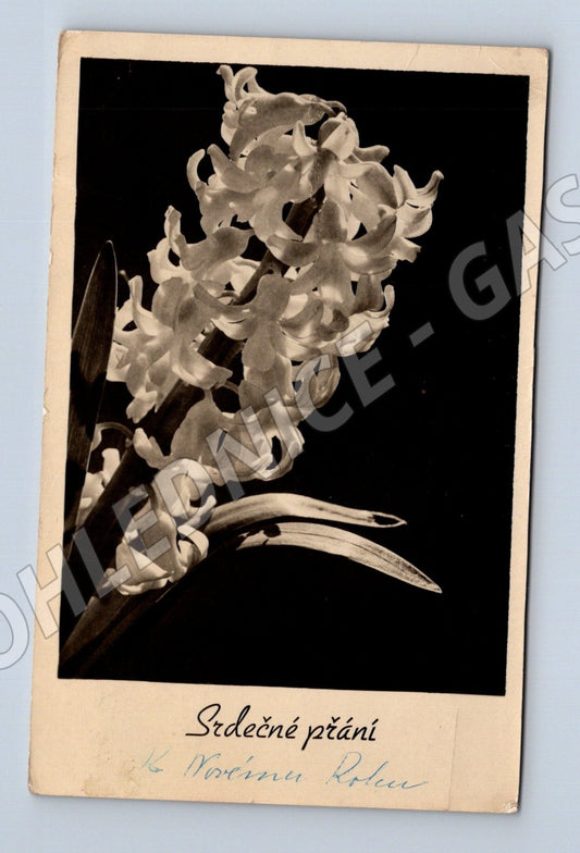 Pohlednice květiny Srdečné přání 1941 (M25884)