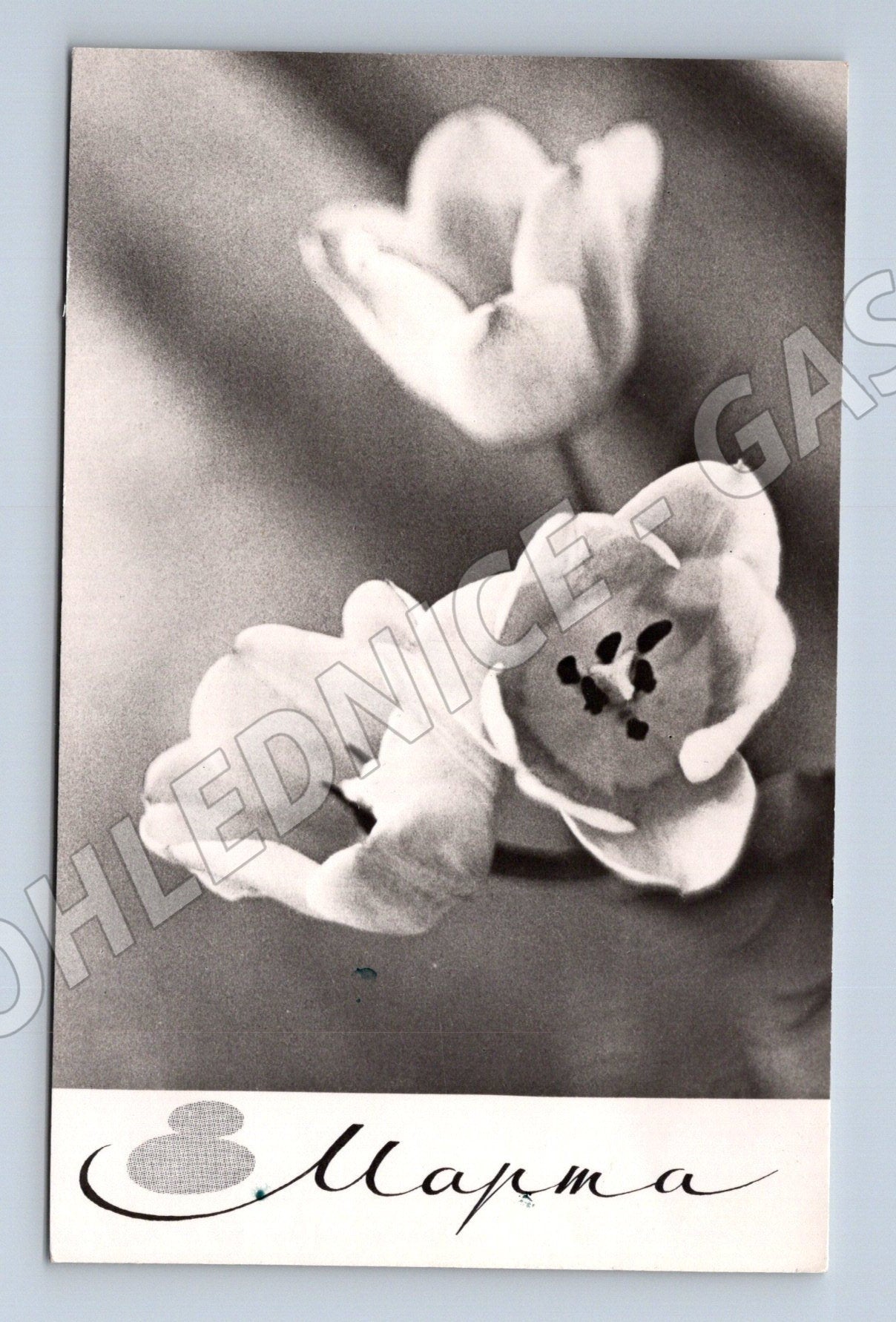 Pohlednice Rusko Květiny 8. března 1967 (M25886)