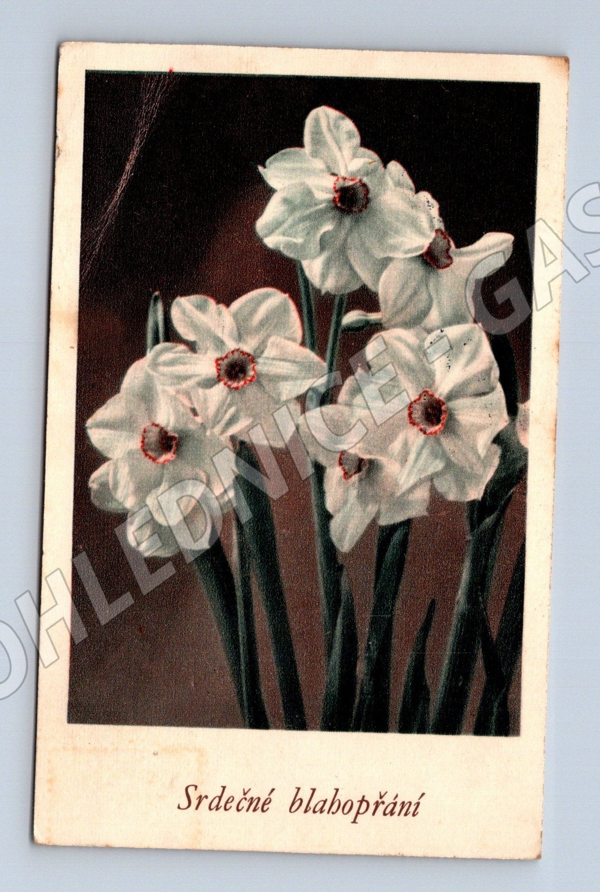 Pohlednice květiny narcisy blahopřání (M25887)