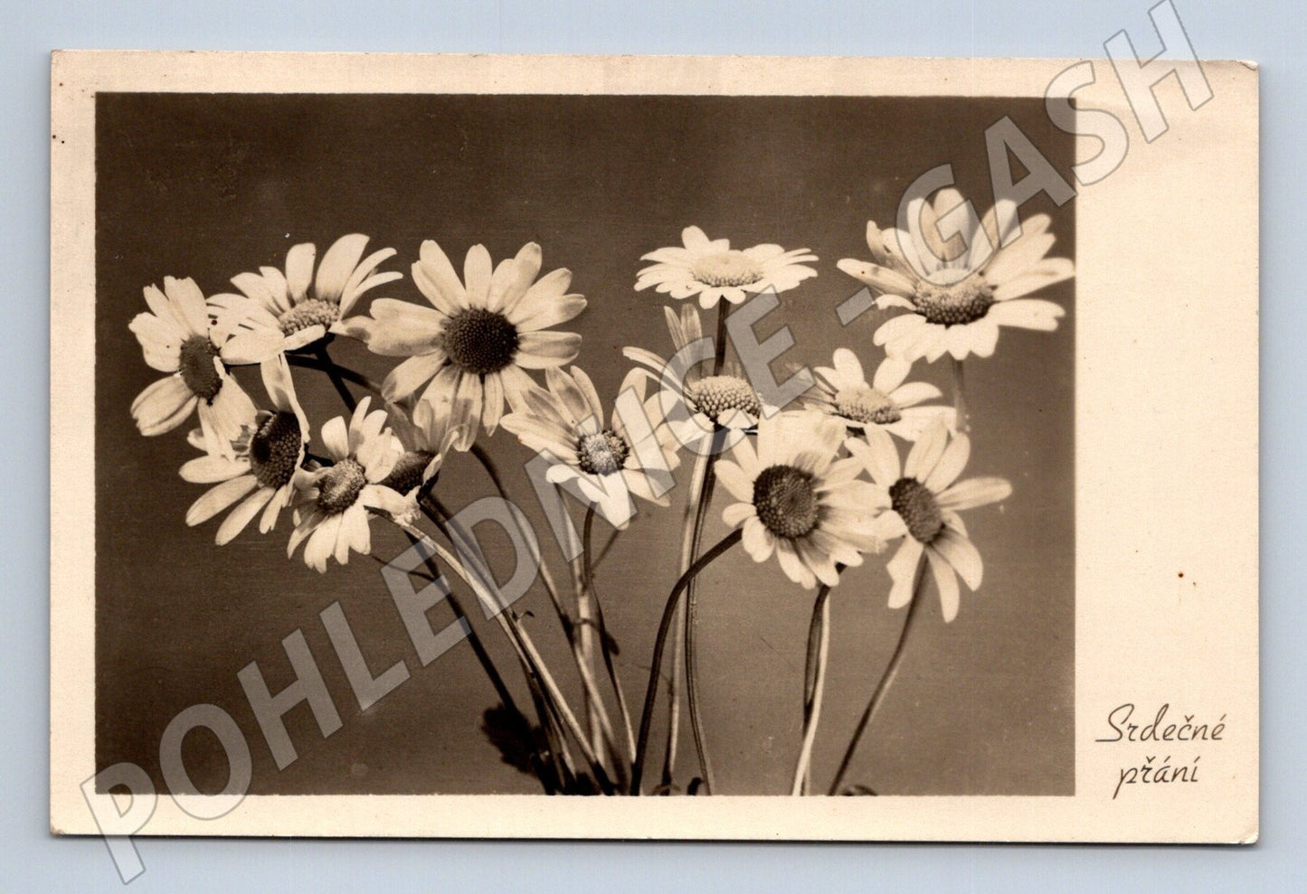Pohlednice Kopretiny Srdečné přání 1955 (M25888)