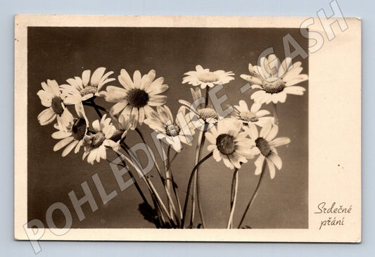 Pohlednice Kopretiny Srdečné přání 1955 (M25888)