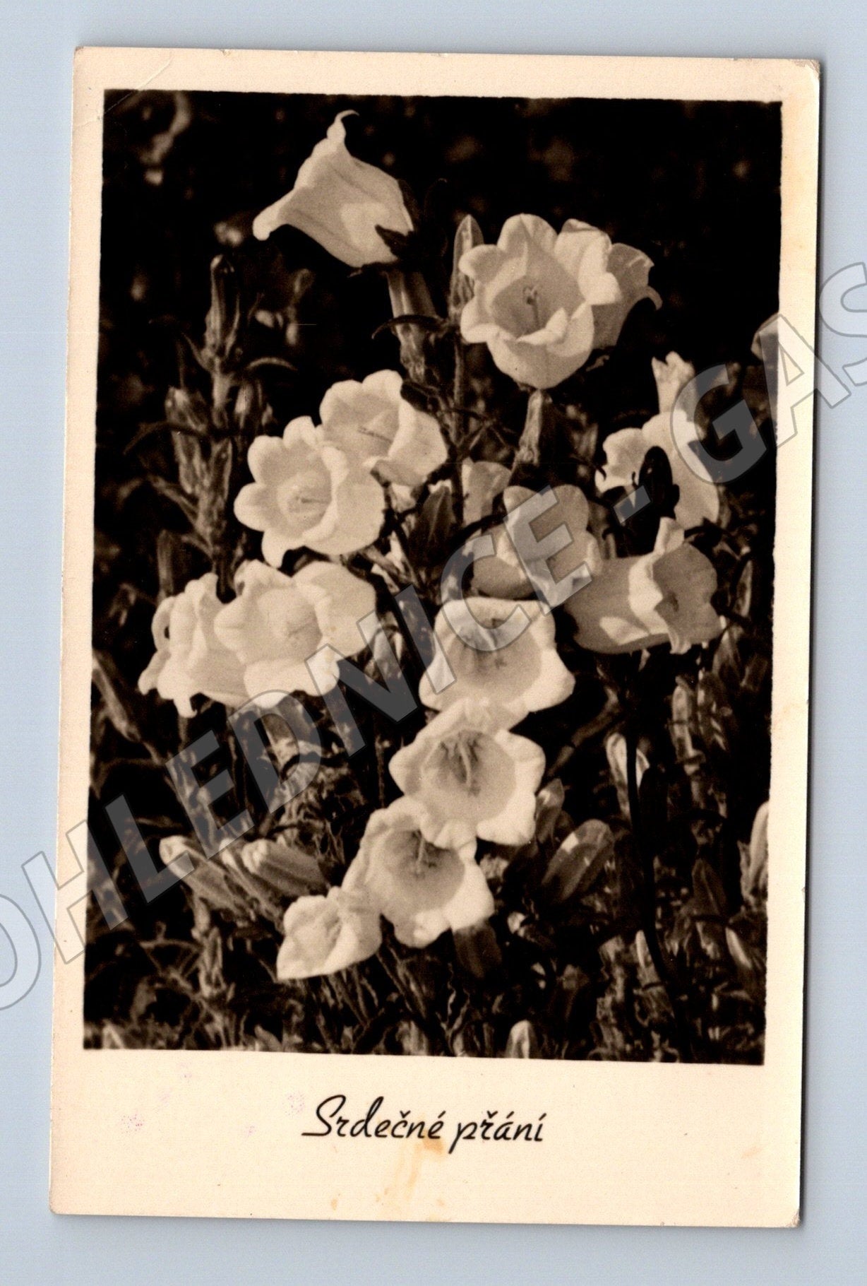 Pohlednice Květiny Srdečné přání cca 1940 (M25890)