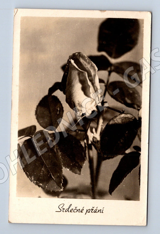Pohlednice růže Srdečné přání 1941 (M25894)