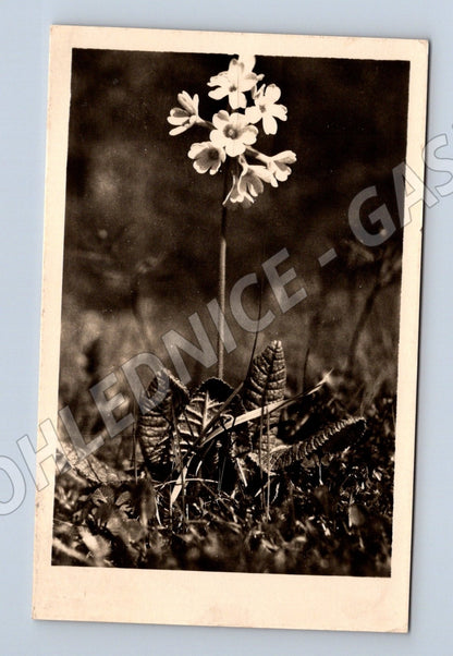 Pohlednice Květy prvosenky 1950 (M25895)