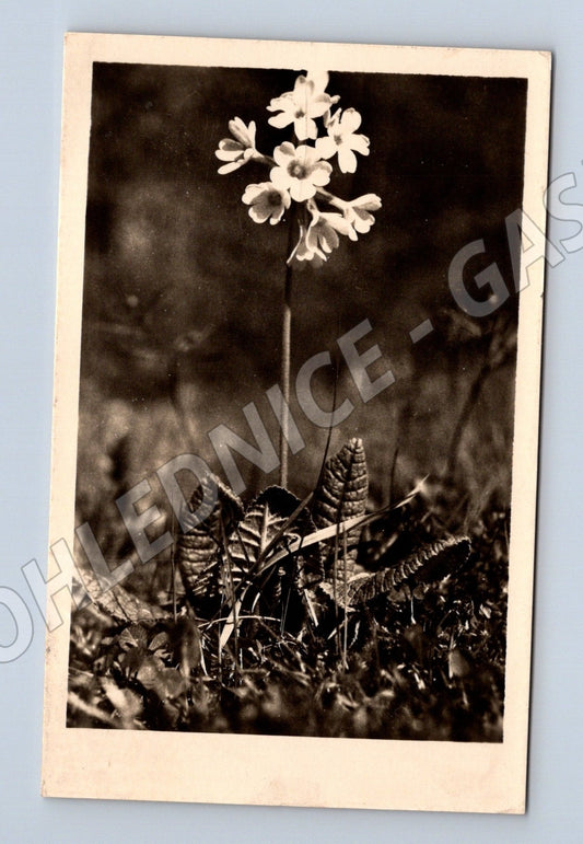 Pohlednice Květy prvosenky 1950 (M25895)