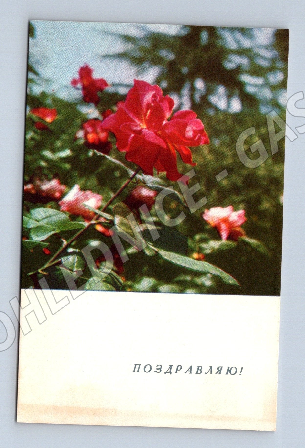 Pohlednice Rusko Květiny Růže 1966 (M25899)