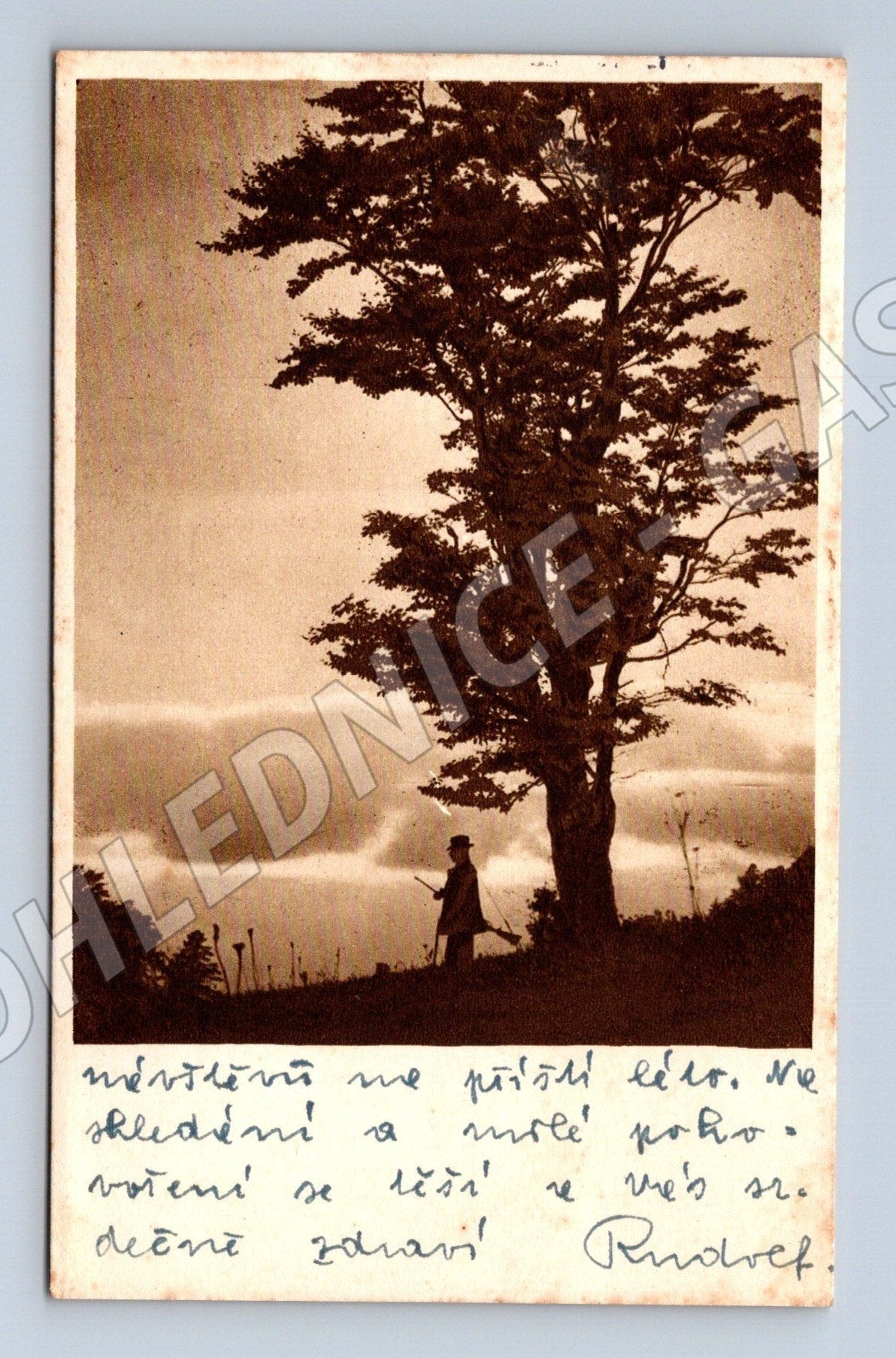 Pohlednice Brno okolí solitérní strom s postavou 1940 (M25902)