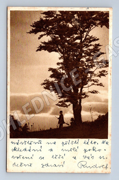 Pohlednice Brno okolí solitérní strom s postavou 1940 (M25902)