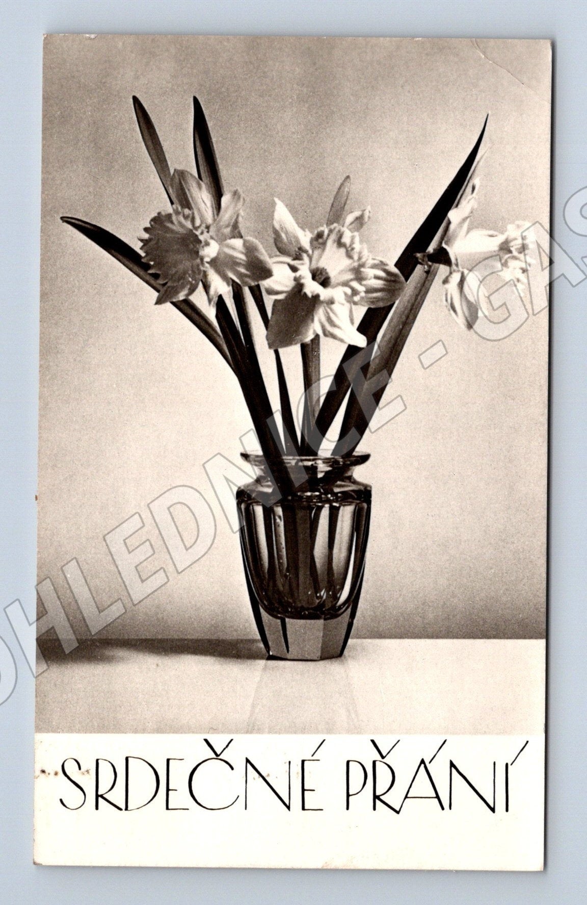 Pohlednice SRDEČNÉ PŘÁNÍ narcisy 1962 (M25912)