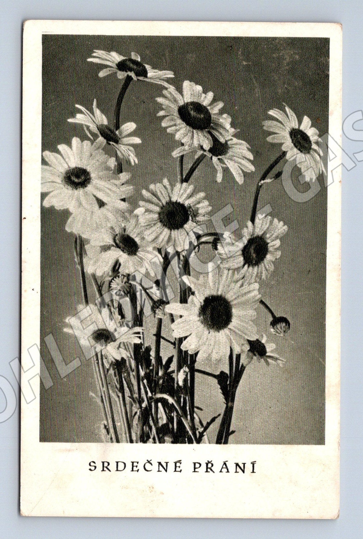 Pohlednice kytice sedmikrásek SRDEČNÉ PŘÁNÍ 1951 (M25914)