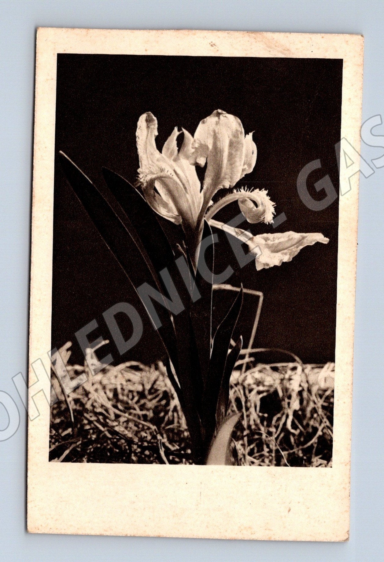 Pohlednice Orchidej Německo 1941 (M25919)