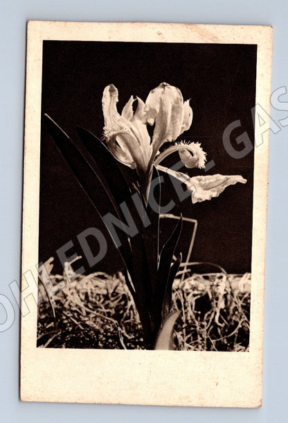Pohlednice Orchidej Německo 1941 (M25919)