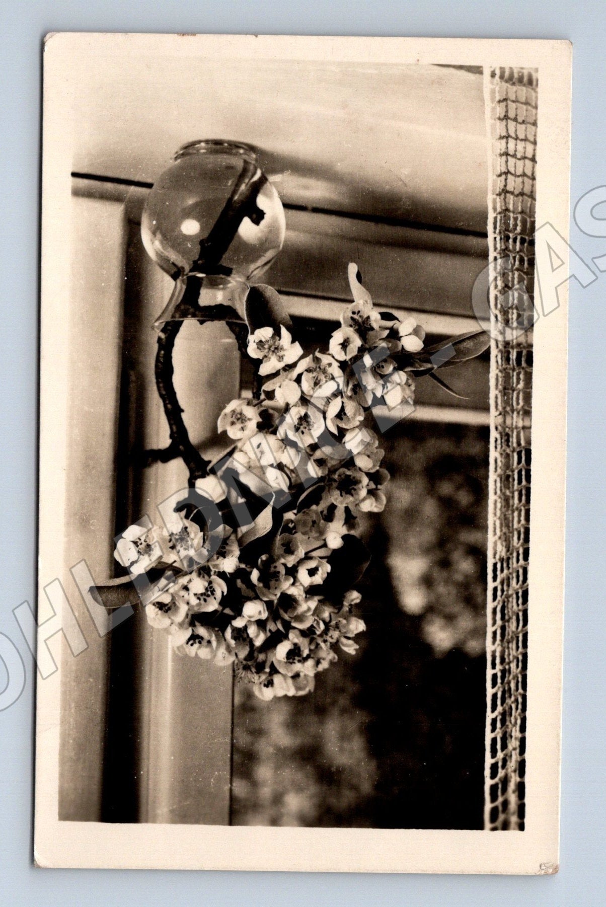 Pohlednice kvetoucí větev okno ca 1960 (M25920)