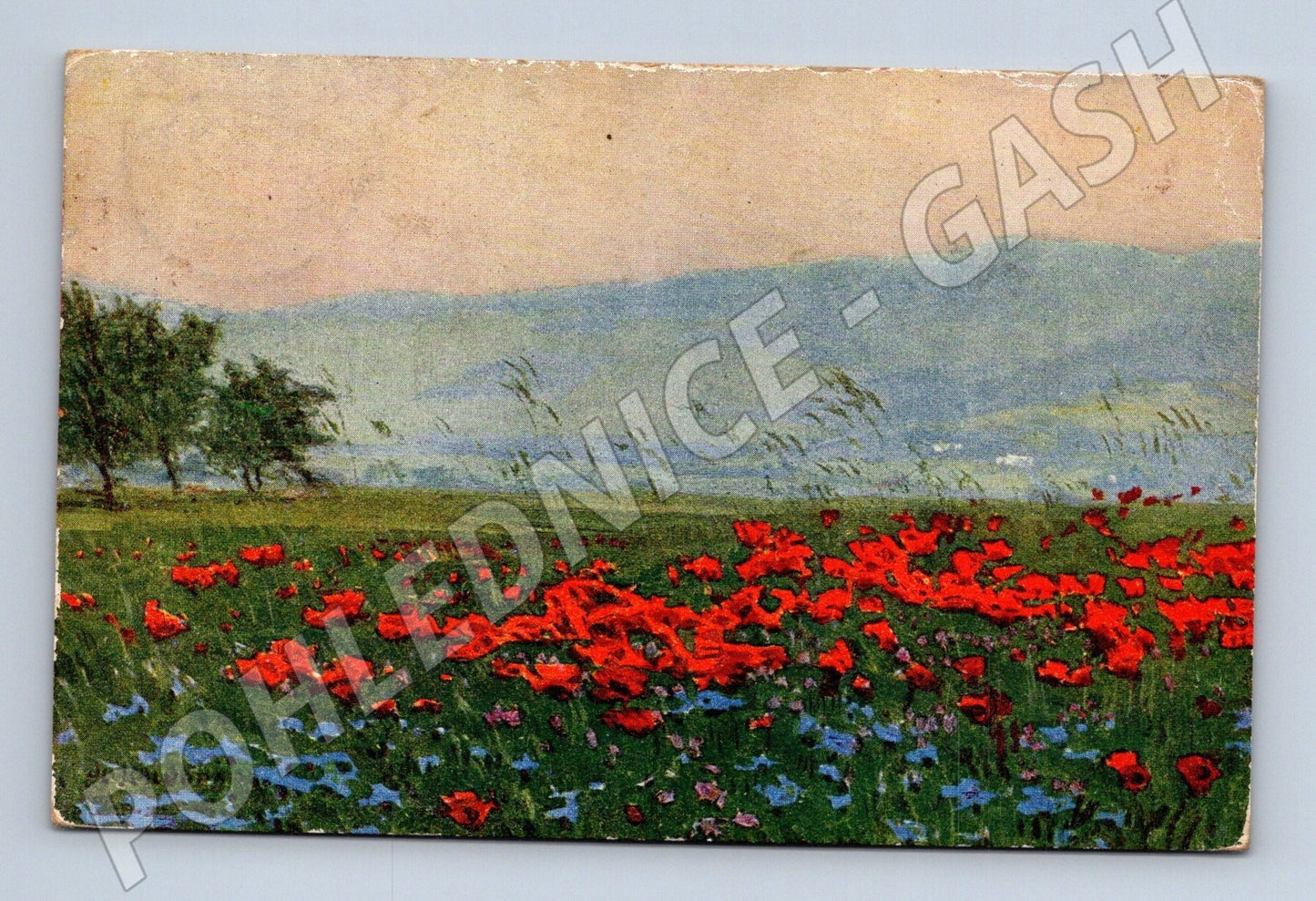 Pohlednice pole s vlčími máky a hory 1943 (M25937)