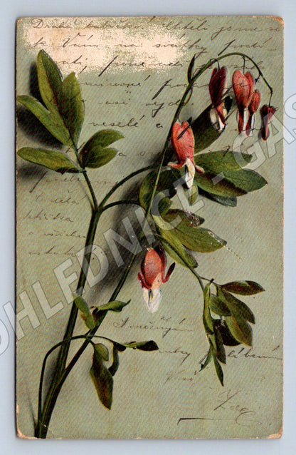 Postcard colored flower written (M2614)