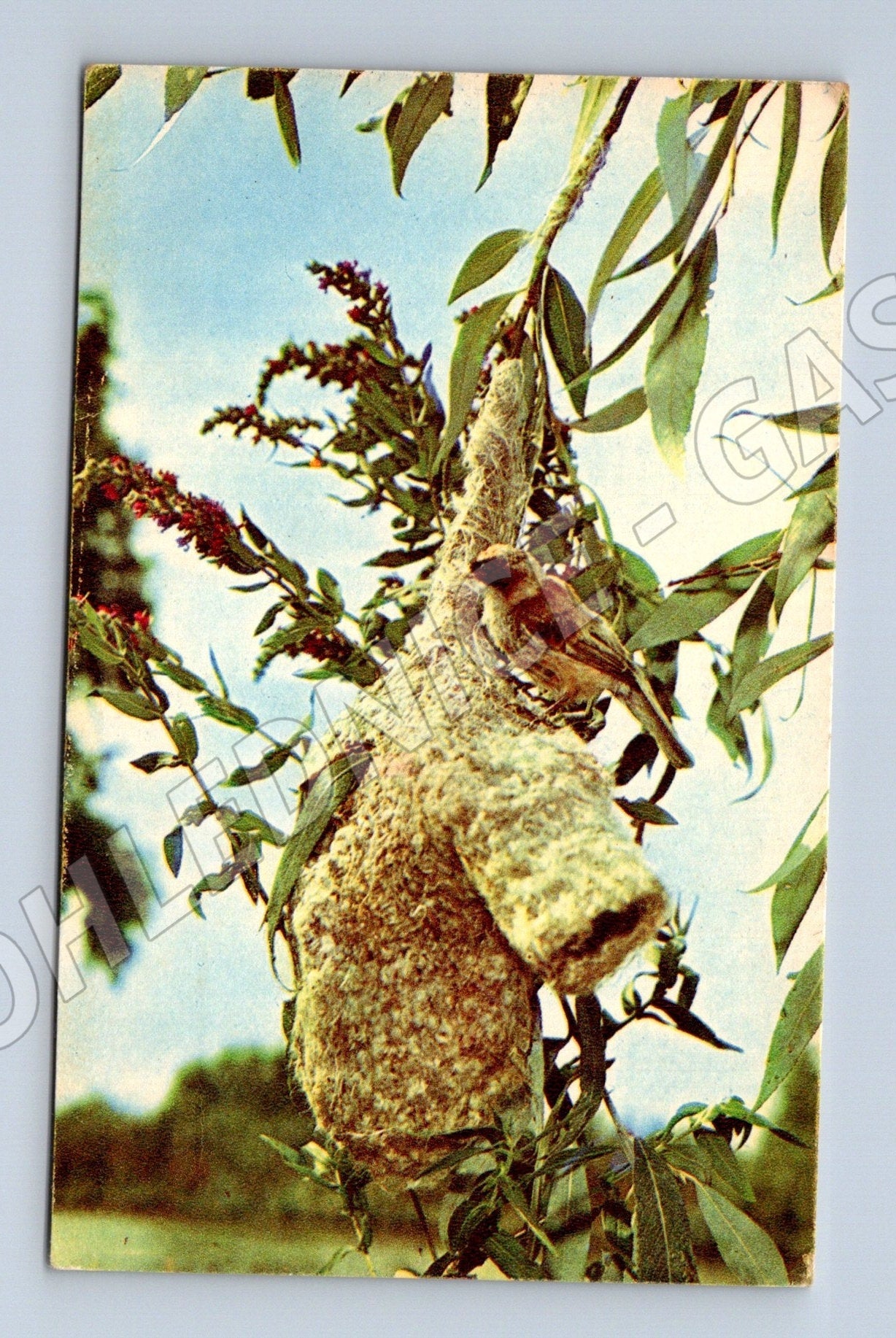 Pohlednice Rusko Remez a hnízdo 1969 (M26154)