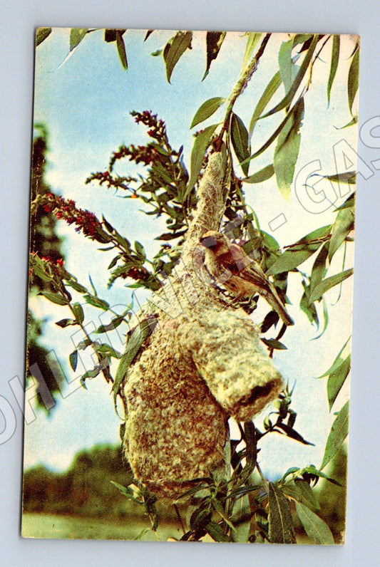 Pohlednice Rusko Remez a hnízdo 1969 (M26154)