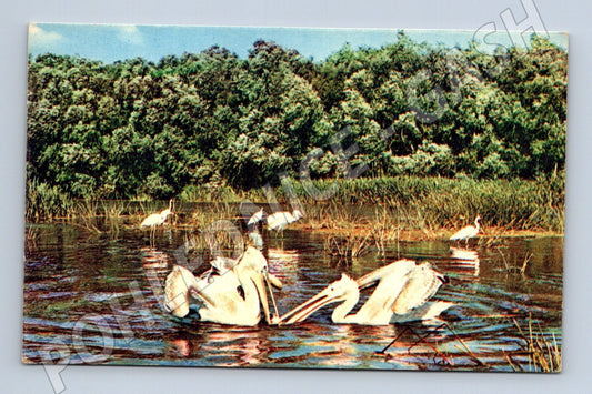 Pohlednice Rusko Delta Volhy Pelikáni 1969 (M26155)