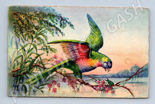 Pohlednice papoušek barevný (M26156)